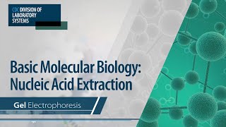 Basic Molecular Biology Nucleic Acid Extraction – Gel Electrophoresis [upl. by Enigroeg292]