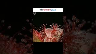 Australian Sundew Plantfact4social shorts facts [upl. by Shamus]