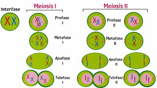 Meiosis Paso a Paso [upl. by Narahs]