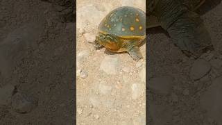 Turtle 🐢 baby 😋 shorts youtubeshorts turtle [upl. by Dier]