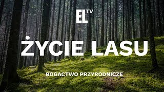 Życie lasu – bogactwo przyrodnicze [upl. by Scrogan]