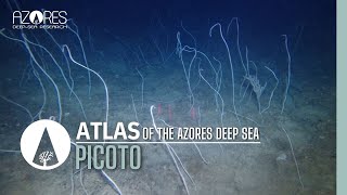 Picoto seamount  ATLAS of the Azores deep sea [upl. by Mirella]