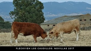 Novillas Simmental Fleckvieh [upl. by Akenor105]