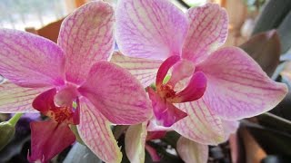 How to make your orchids bloom constantly [upl. by Gettings410]