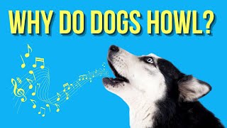 Why Do Dogs Howl The Science Behind the Canine Behavior [upl. by Ydniahs445]