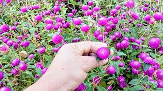 jardín de flores siempre viva Gomphrena globosa 👍😍 [upl. by Drewett]