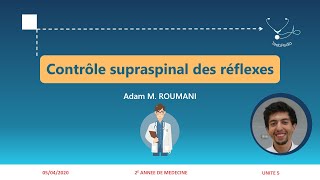 UI5  Contrôle supraspinal des réflexes médullaires [upl. by Albers]