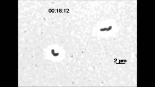 Genomic Location of the Major Ribosomal Protein Gene Locus Determines Vibrio cholerae Global [upl. by Gunas]