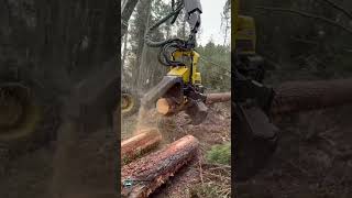 Incredible Modern Tree Harvester in Action [upl. by Aerdna]