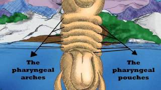 Embryology and thyroid gland [upl. by Lady]