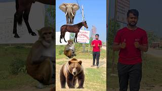 Blast pink red yellow amp blue ballon to Elephant Horse Monkey amp Bear  Animal names magic video [upl. by Lletnwahs251]