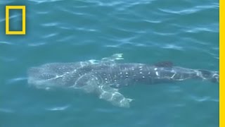 Whale Shark Encounter  National Geographic [upl. by Haram]