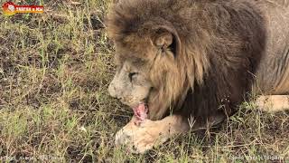 Угощаем львов  даже дождь нас не остановит ☔️ Тайган Lions life in Taigan [upl. by Jaworski]