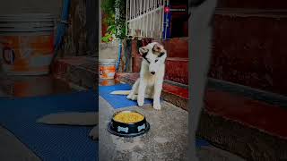 This Husky wait for his food  Husky self control 🤩 Dog ytshorts viral trendingshorts [upl. by Yrailih]