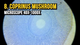 8 Coprinus Mushroom Microscope 40x1000x [upl. by Cutter732]