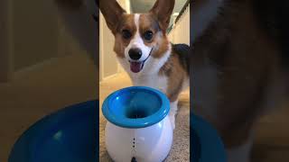 How My Corgi Trained Himself to Have Extreme Reflexes dogs corgi shorts [upl. by Coffee600]