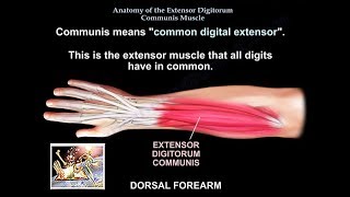 Anatomy Of The Extensor Digitorum Communis Muscle  Everything You Need To Know  Dr Nabil Ebraheim [upl. by Deehahs288]