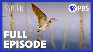 Flyways  Full Episode  NATURE  PBS [upl. by Feldt211]