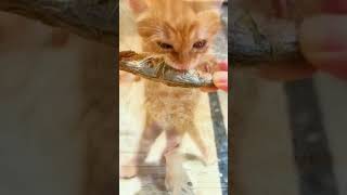 Cat Eats Raw Fish shorts CatEatsRawFish [upl. by Brandtr]