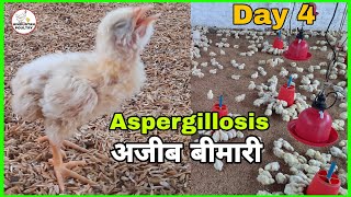 Use of antibiotics  Aspergillosis disease prevention  Poultry [upl. by Yllus]