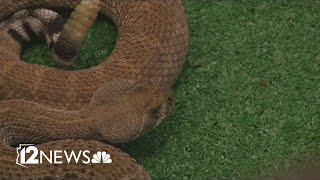 Experts teach snake safety at Rattlesnake Garage [upl. by Llemart]