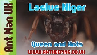 Lasius Niger Queen Colony Ants Care [upl. by Kant]