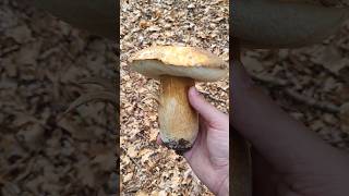 Crni Vrganj  Boletus aereus 🍄👍 [upl. by Publus]