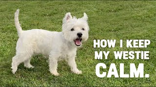 Westie Dog Training Class 🐾  Obedience and Socialization [upl. by Neveda]