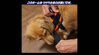 第42回「念願のJulius K9入手」 ダックスフンド ミニチュアダックスフンド dog JuliusK9 [upl. by Farrica]