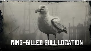 RDR2 RingBilled Gull Location SPAWN LOCATION [upl. by Wolenik957]