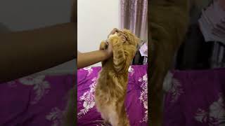 Tricking My Curious Cat 🐱🐈 cuteanimals cat cutecats [upl. by Ariat]