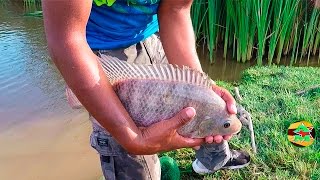 Buscando Tilapias En Lagunas  pesca de tilapias [upl. by Gernhard663]