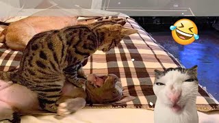 Try Not To Laugh Cats And Dogs Videos 😁  Best Funniest Animals Video 2024 1 [upl. by Bork]