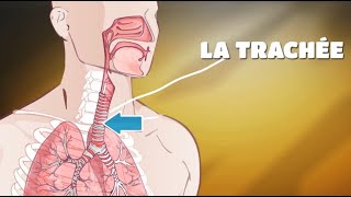 2mn pour comprendre LA TRACHÉITE du 22 Juin 2020 par Polus Agathon [upl. by Nirrac]