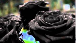 AS MARAVILHOSAS ROSAS NEGRAS DA TURQUIA  THE AMAZING BLACK ROSES FROM TURKEY [upl. by Helms]