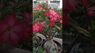 Adenium Obesum blooms plants adeniumgarden bonsaitree bonsai shorts viral floweringplant [upl. by Oirottiv]