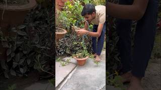 Diy Trellis For Plants trellis flowers trending youtube [upl. by Zwart274]