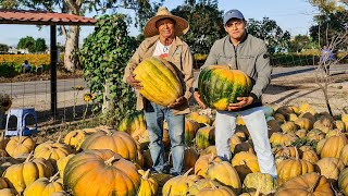 CULTIVO DE CALABAZA COSECHA Y VENTA [upl. by Nooj540]