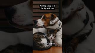 Adding a dog to a family with cats expectations vs reality eurasier dog shorts [upl. by Sall]