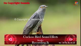 Cuckoo Bird Sound Effects No Copyright [upl. by Amara]