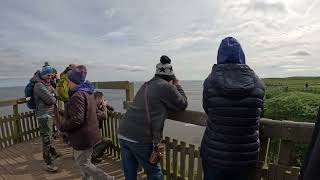 RSPB Bempton Cliffs Seabird Centre [upl. by Paradies]