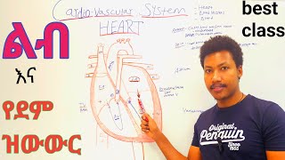 Cardiovascular systemHeart❤ልብ  Anatomy and Physiology class  የደም ዝውውር ደም ቅዳ ደም መልስ [upl. by Standish]