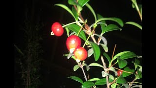 Tasting Eugenia ligustrina quotPrivet Stopperquot Excellent Rare Fruit Tree for Container Growing [upl. by Gilud355]