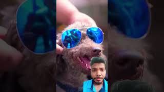 clever Dog 😆😵‍💫 TikTok Creative Humor Video lFunny Video Long Mom [upl. by Eahsan]