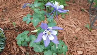 Voy a sembrar nuevas plantas de floresSembre Plantas de DianthusInpatients Columbines GERANIUMS [upl. by Linson]