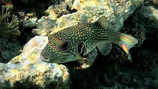 Whitespotted puffer fish Arothron hispidus eating corals 4K [upl. by Olympias]