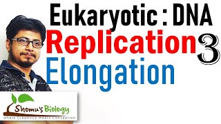 DNA replication in eukaryotes 3  elongation [upl. by Dibrin140]