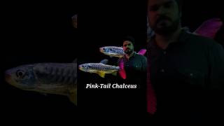 ഒരു അടിപൊളി മോൺസ്റ്റർഫിഷ്  Tucan Fish  PinkTail Chalceus pawfins monsterfish oddballs aquarium [upl. by Meara]