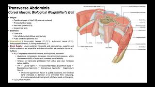 Transversus Abdominis  Structure amp Function Activation Tutorial [upl. by Euqina]