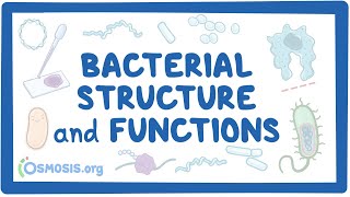 Bacterial Structure and Functions [upl. by Yerkovich439]